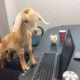 Take Your Goat to Work Day