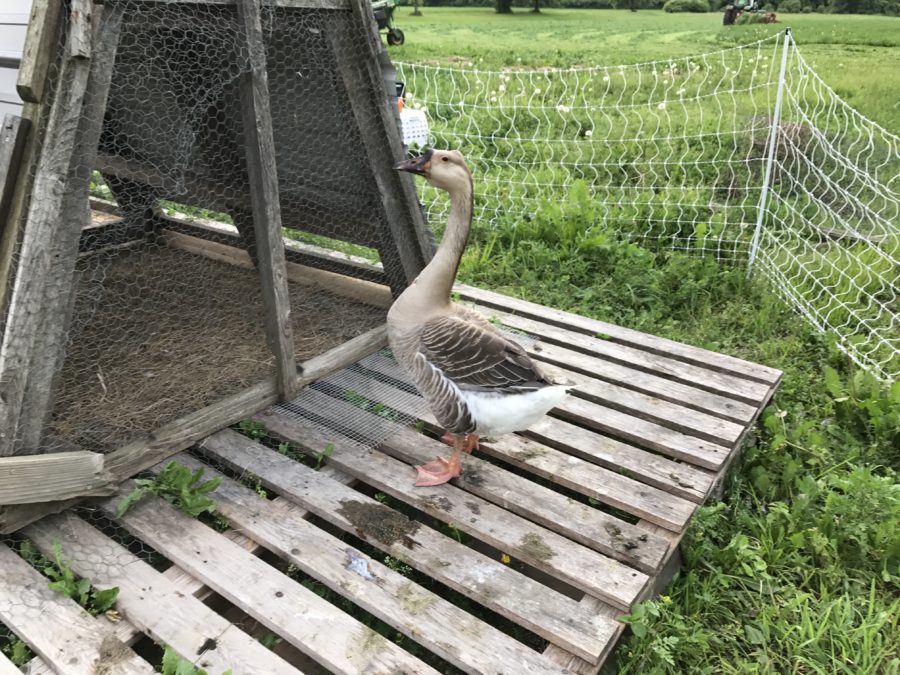 Crosby, Our Guard Goose